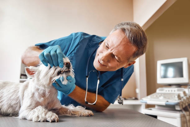 Best Emergency Dentist for Special Needs Patients in Bowling Green, OH